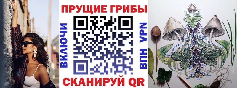 Галлюциногенные грибы Psilocybine cubensis  Пустошка 